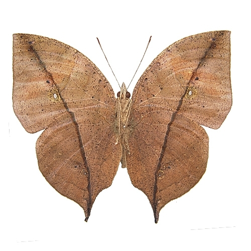 ムラサキコノハチョウ／裏展翅 , タテハ蝶科標本 , 蝶の標本 販売