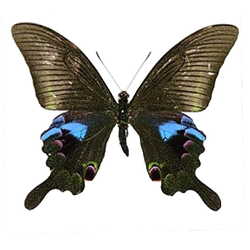 オオクジャクアゲハ , 蝶の標本 販売・通販のNatureShop|モルフォや