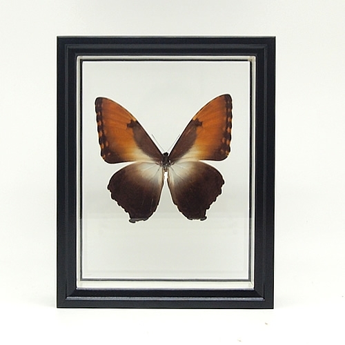 タイヨウモルフォ , タテハ蝶科標本 , 蝶の標本 販売・通販の
