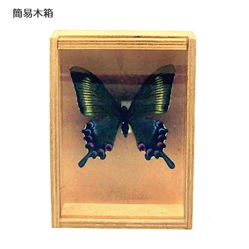 ミヤマカラスアゲハ／メス , アゲハ蝶科標本 , 蝶の標本 販売・通販の