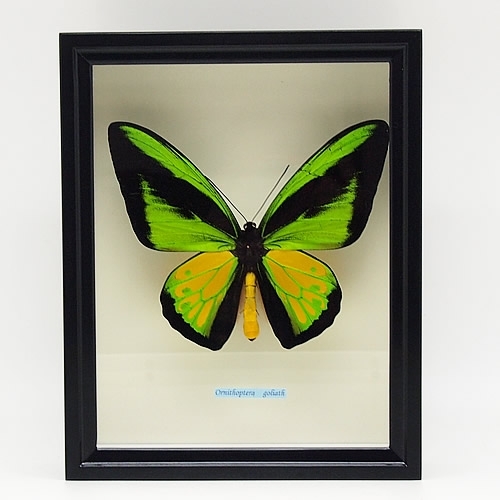 送料無料】ゴライアストリバネアゲハ／プロックス , 蝶の標本 販売