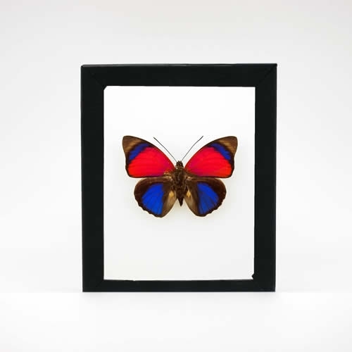 送料無料】アグリアス-クラウディナ-サルダナパラス(サンダナパルス