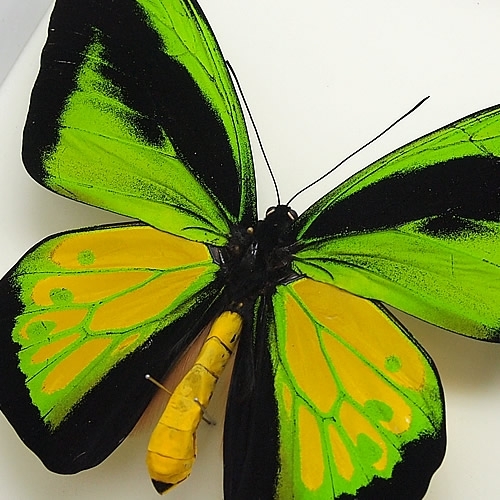 送料無料】ゴライアストリバネアゲハ／プロックス , 蝶の標本 販売