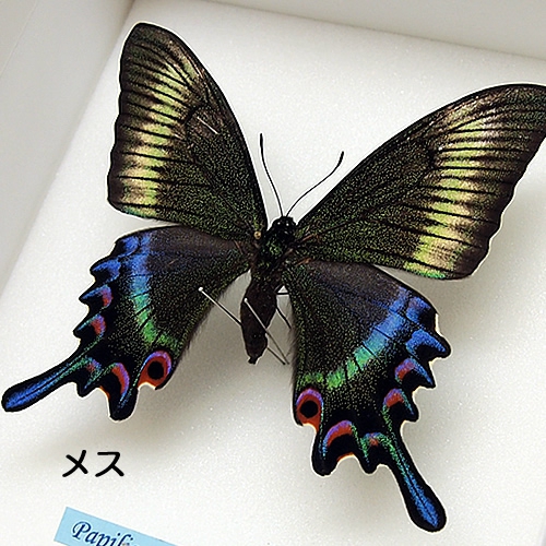 ミヤマカラスアゲハ／ペアセット , 蝶の標本 販売・通販のNatureShop