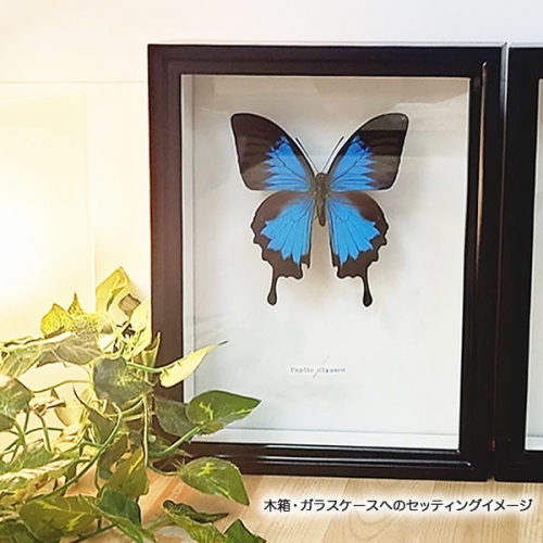 オオルリアゲハ , タグ「blue」 , 蝶の標本 販売・通販のNatureShop