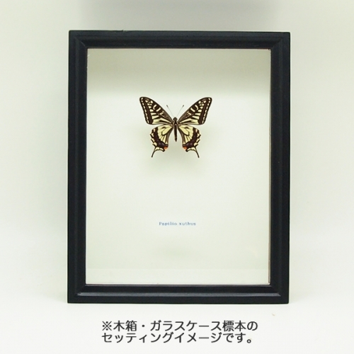 ナミアゲハ , アゲハ蝶科標本 , 蝶の標本 販売・通販のNatureShop