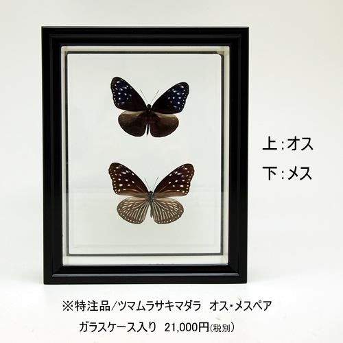 ツマムラサキマダラ , 蝶の標本 販売・通販のNatureShop|モルフォや