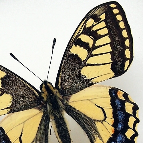 キアゲハ , アゲハ蝶科標本 , 蝶の標本 販売・通販のNatureShop