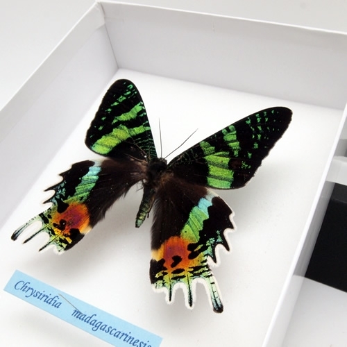 ニシキオオツバメ , アゲハ蝶科標本 , 蝶の標本 販売・通販の