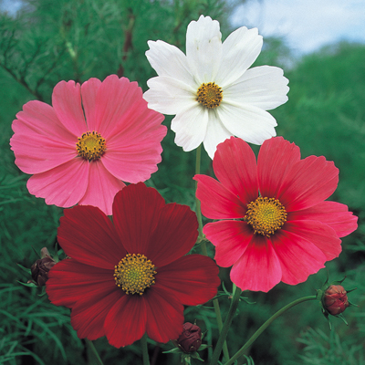 景観用コスモス（センセーション混合）／野菜の種の通信販売 - 中原