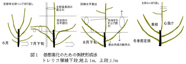 リンゴわい性台木を使用した若木における低樹高化のための側枝形成法