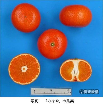 みはや | 農研機構