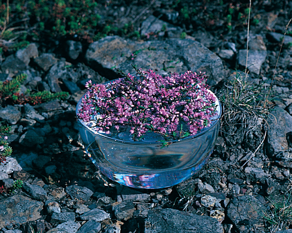 スクール限定 フラワーエッセンス教材販売 | フラワーエッセンスクラス