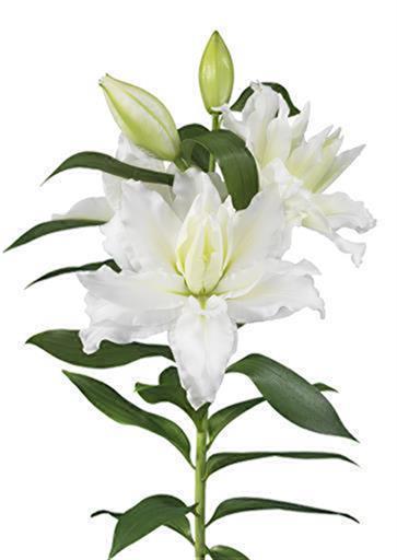 RL デブラ(八重) | 株式会社中村農園