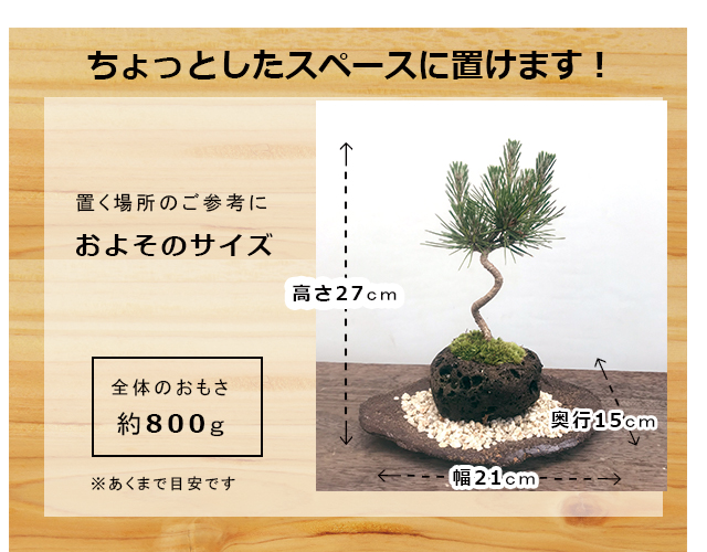 贈り物にも最適 鑑賞3点セット【黒松の軽石盆栽・皿・敷き砂セット】