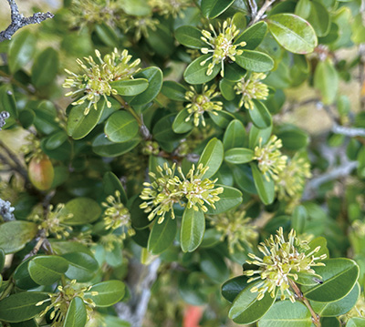 万葉植物散策〜ツゲ | ニュース和歌山