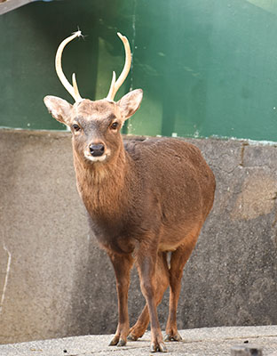 お城の動物園だより ㉒ ニホンジカ | ニュース和歌山