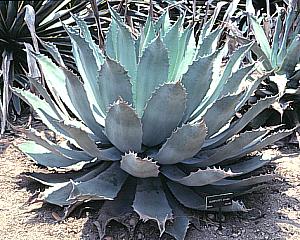 Agave potatorum at San Marcos Growers