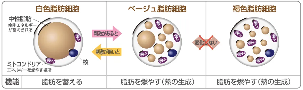 Prime S Cream (プライムエスクリーム) ｜たるみ引き締めクリーム