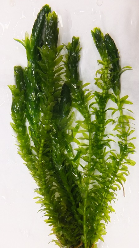 オオカナダモ（アナカリス） - 日本産淡水魚販売サトウクラフト