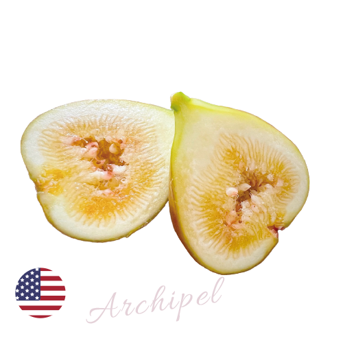 いちじくの栽培品種｜さんぽ園｜埼玉県 新座市 社会福祉法人 埼玉福祉会