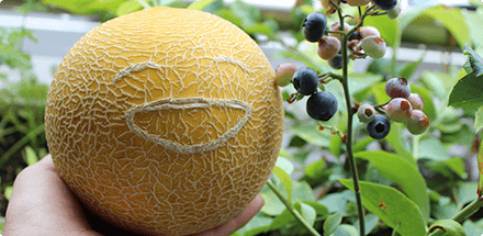 おうちでネットメロン ころたん｜タネ・苗・園芸用品・農業用資材の