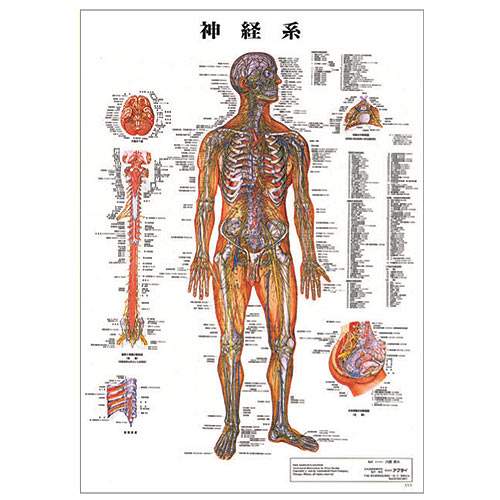 人体神経系統図 パネル3枚と整体幕 人体神経系統図 パネル3