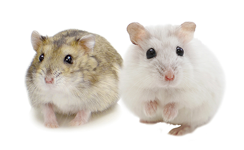 ウッドハウス プチ丸太F ｜ 株式会社三晃商会