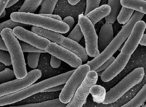 サンテアージュ ハイプロリーナ（サプリメント・カプセルタイプ