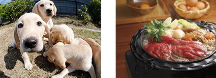 基本情報 | 株主優待 | 株主・投資家情報 | コンタクトレンズのシード