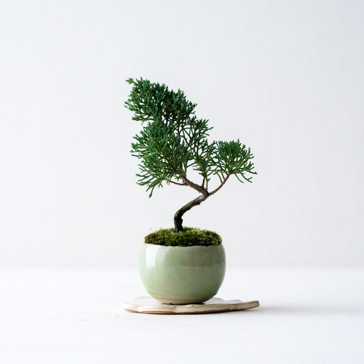 姫ウツギ｜石木花図鑑｜石木花｜SEKIBOKKA｜盆栽