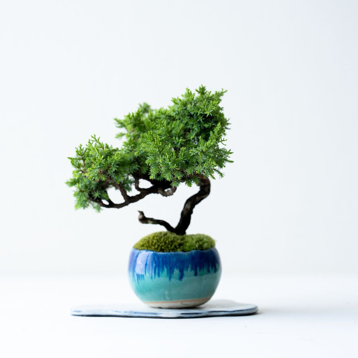 寒グミ｜石木花図鑑｜石木花｜SEKIBOKKA｜盆栽