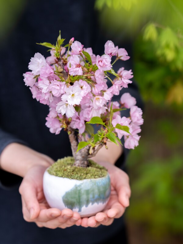 Tida Flower 表参道店 POPUPのお知らせ。｜石木花｜SEKIBOKKA｜盆栽