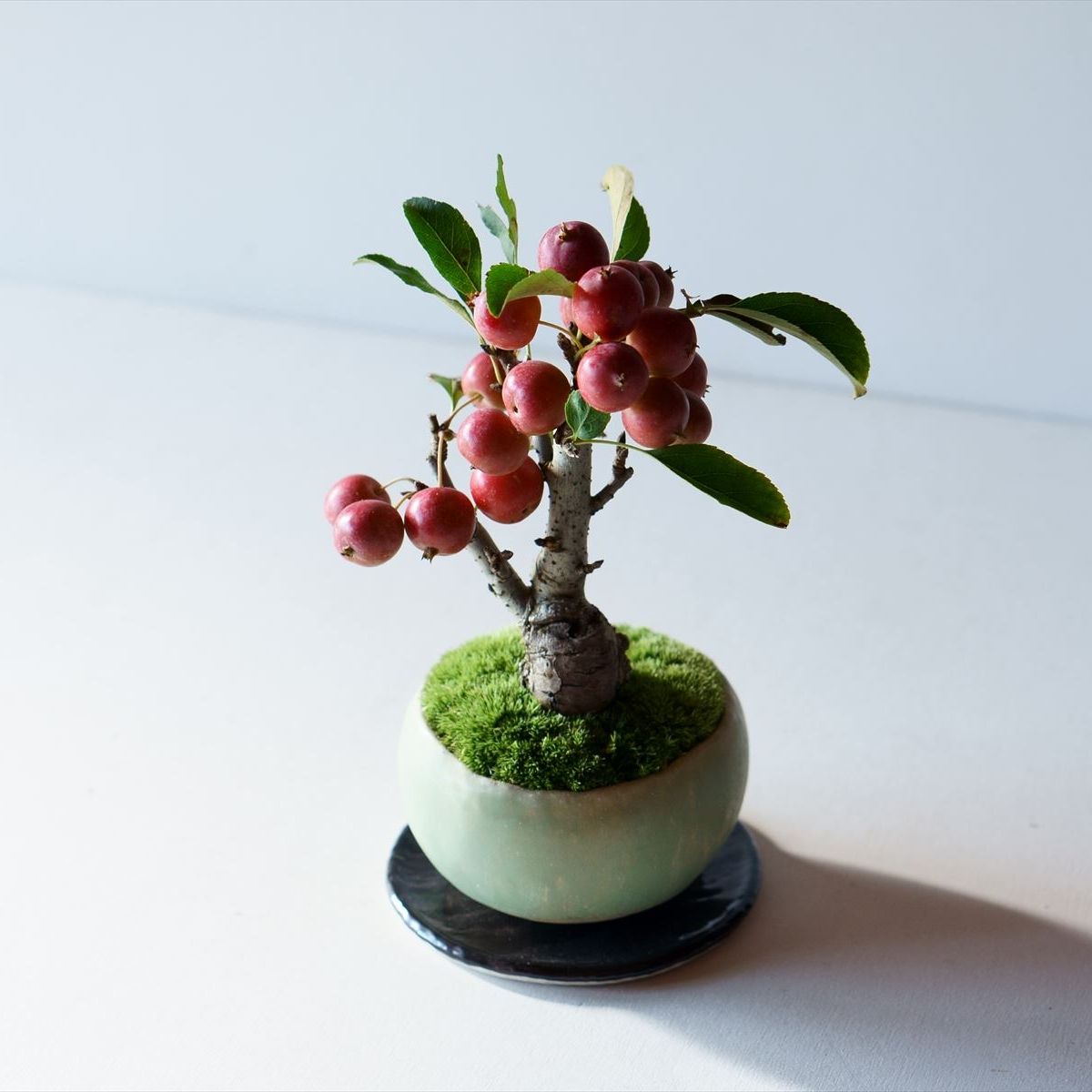 姫リンゴ｜石木花図鑑｜石木花｜SEKIBOKKA｜盆栽