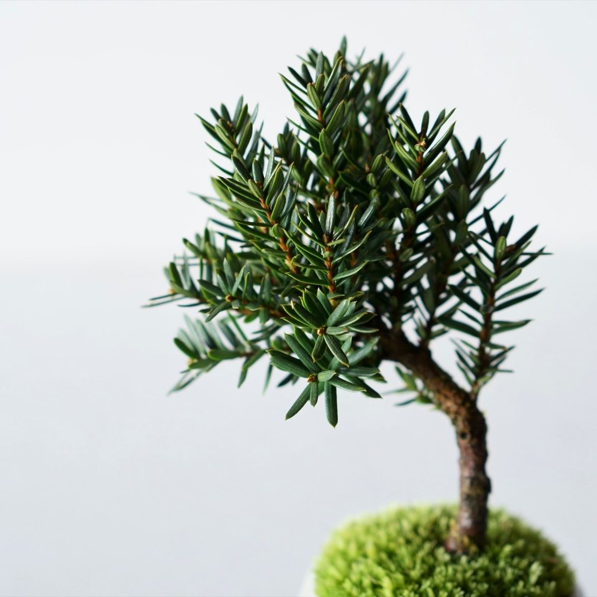 キャラボク｜石木花図鑑｜石木花｜SEKIBOKKA｜盆栽