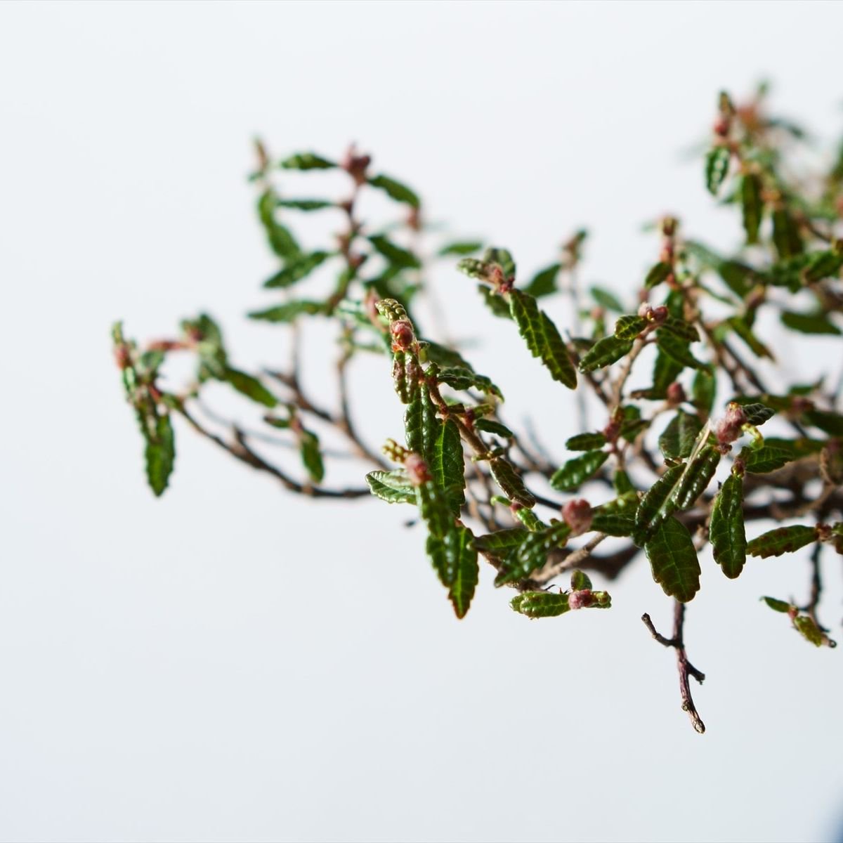 天皇梅｜石木花図鑑｜石木花｜SEKIBOKKA｜盆栽