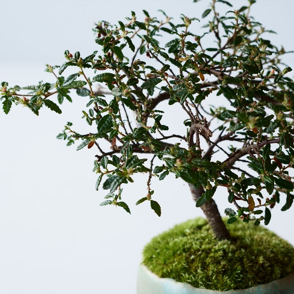 天皇梅｜石木花図鑑｜石木花｜SEKIBOKKA｜盆栽