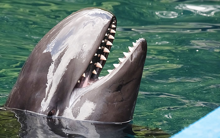 鯨歯 マッコウクジラ 牙玉 ルース 約22.5㎜ 片穴3㎜ 鯨歯