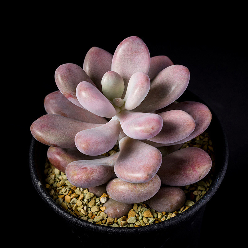 グラプトペタルム・アメジスチヌムの基本情報・育て方｜多肉植物