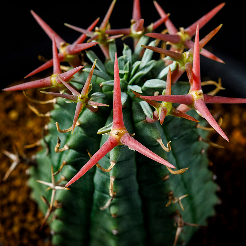 ユーフォルビア群星冠の基本情報・育て方｜多肉植物・サボテン図鑑