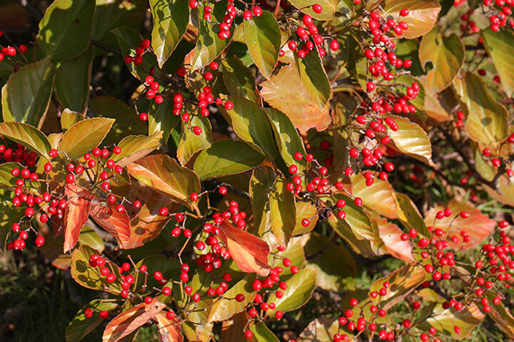 ハクサンボクとは｜育て方がわかる植物図鑑｜みんなの趣味の園芸（NHK