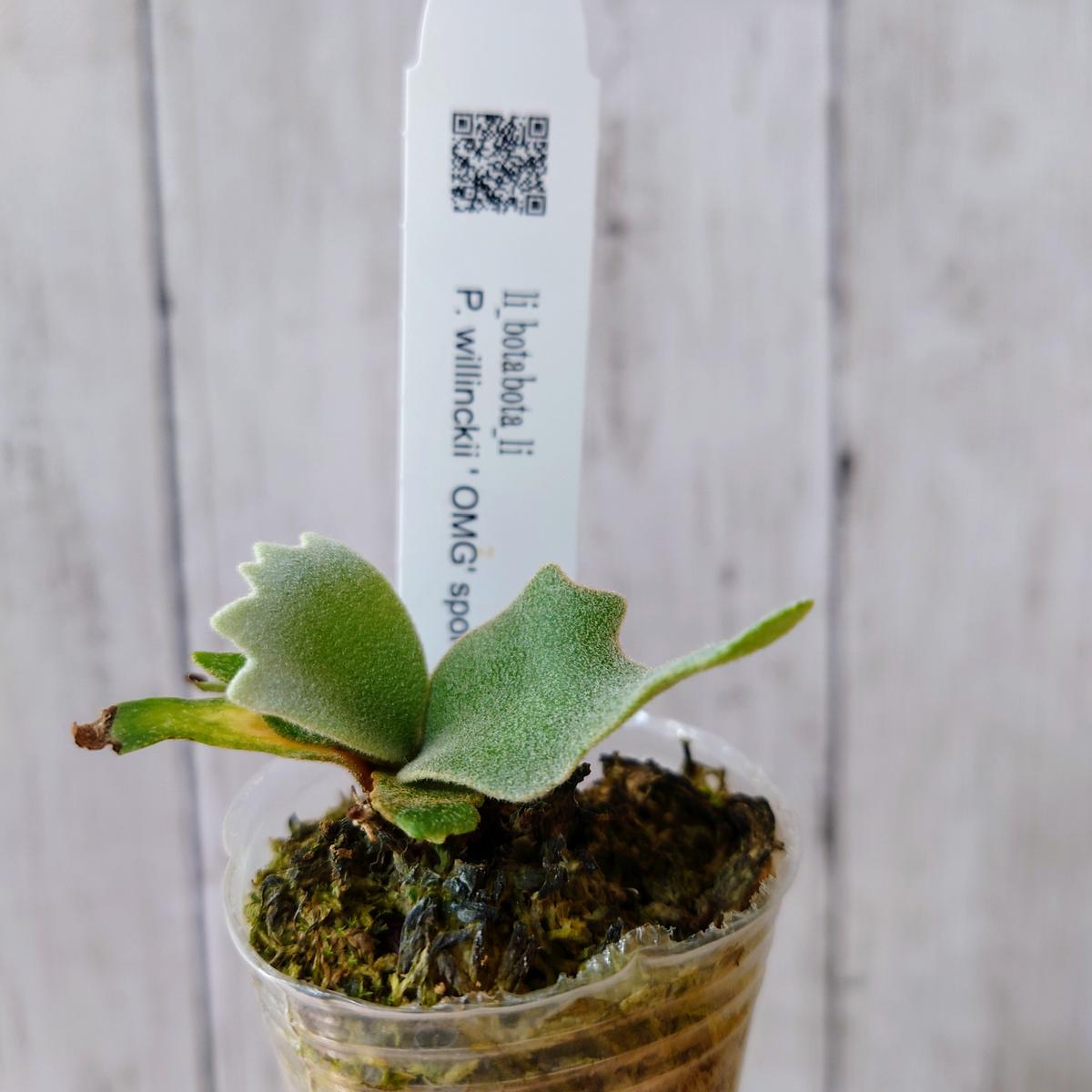 willinckii Jenny #1 & OMG胞子 セット ビカクシダ ビカクシダp