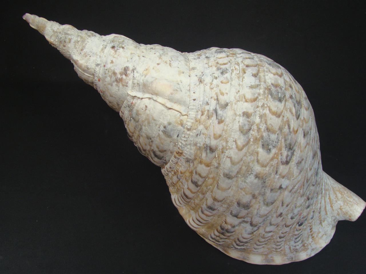 法螺貝 33cm 600g - Kaiショップ