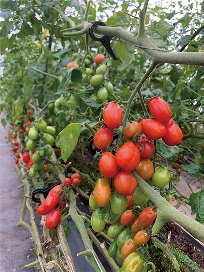 Farm Kei】カラフルなトマトで手作りピザ&パフェに挑戦｜滋賀県の