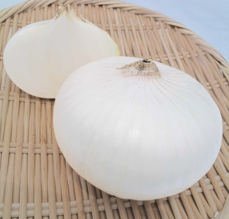 たまねぎ】 日本農林社 美白の玉葱 「ホワイトベアー」 野菜と花の種