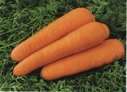 ニンジン種子】 ヴィルモランみかど 「クリスティーヌ」 野菜と花の種