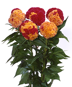 営利用けいとう】 タキイ種苗 とさか種 久留米系 10ml（約9000～13000