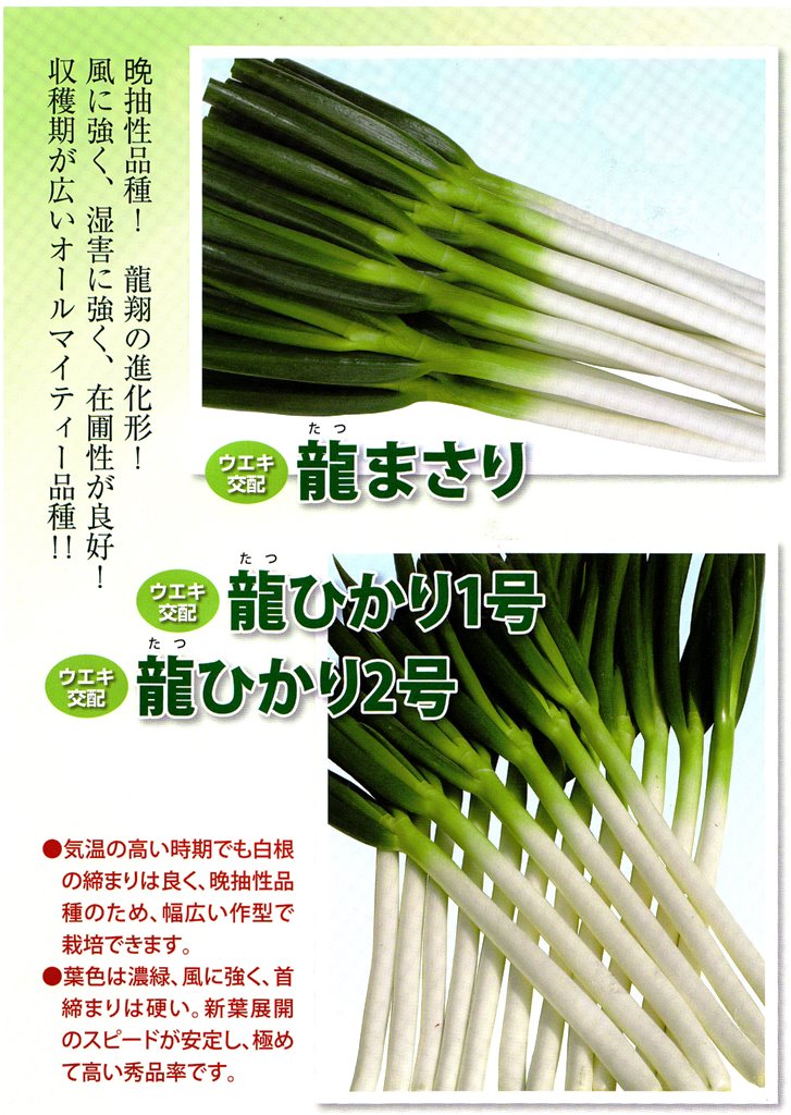 ネギ種子】 ウエキ交配（横浜植木） 「龍まさり」（たつまさり