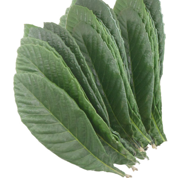 生ビワの葉（1束）