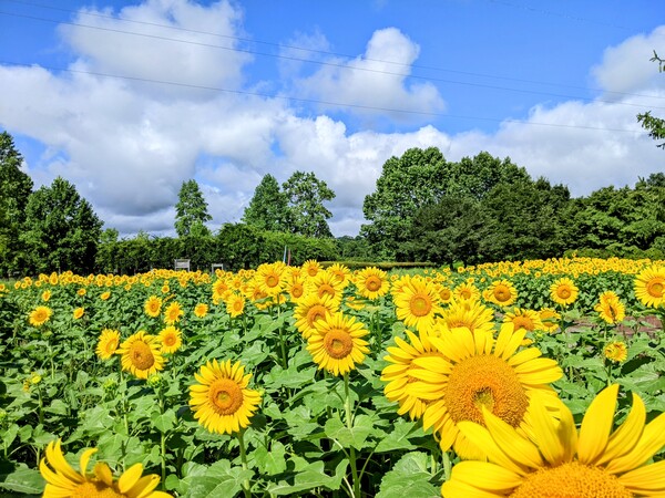 御所湖広域公園ファミリーランド】ひまわりが見ごろです！｜お知らせ